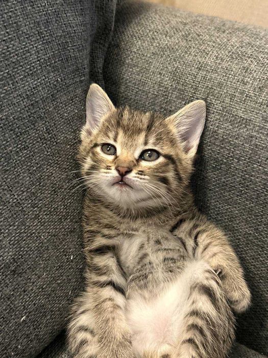 Koshki v Xoroshiye ruki