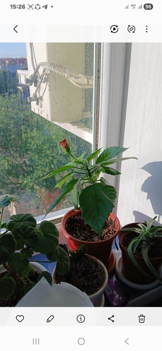 Продаю комнатные, адаптированные, местные цветы