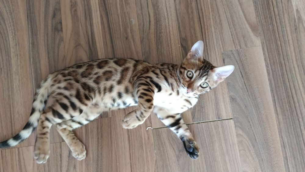 Продам котенка 4месяца