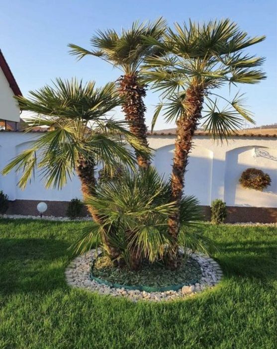 Palmieri rezistenti la iarna caliate garantat oferim garantie