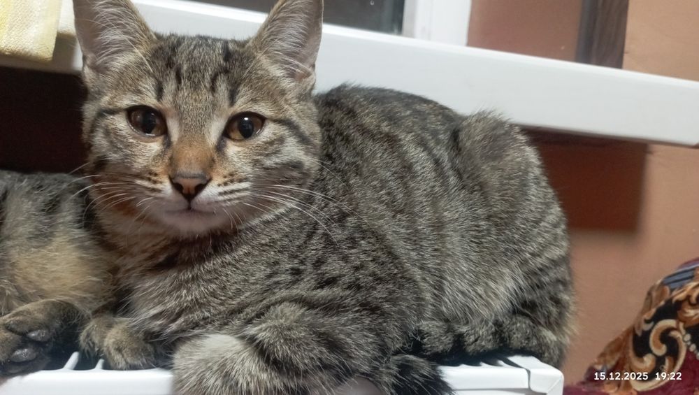 Котёнок очень милый и послушный