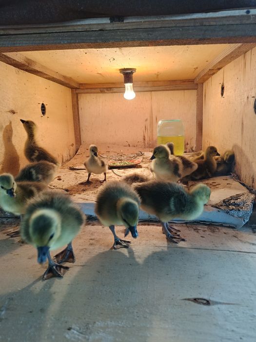 Продам    гусат.