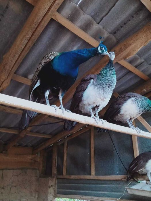 Павлин (жарптица)