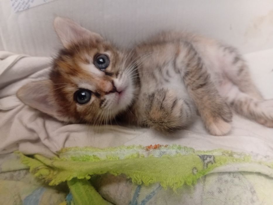 Отдам котят в добрые руки