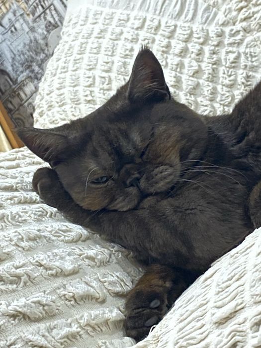 Британский кот, кто хочет скрестить.