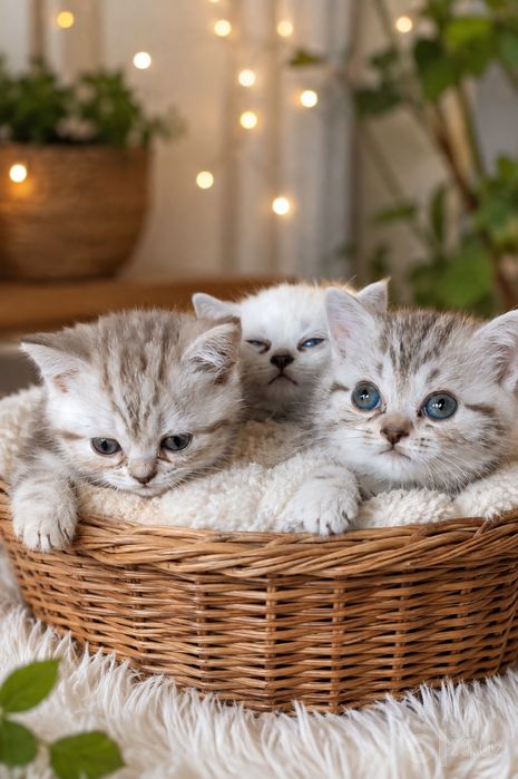 Срочно продаются котята