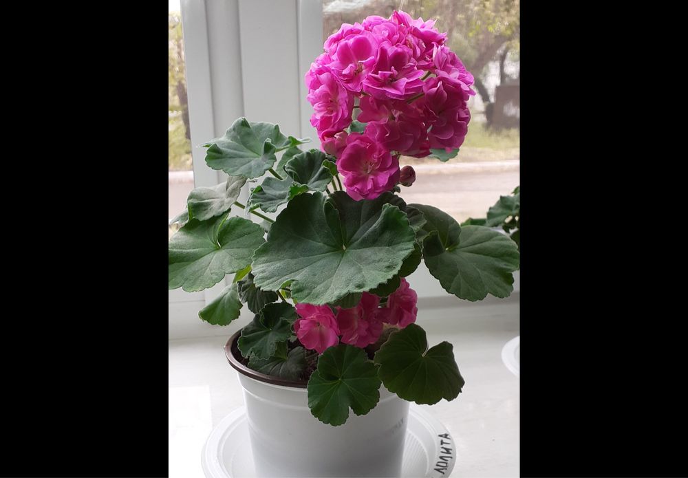 Сортовые пеларгонии