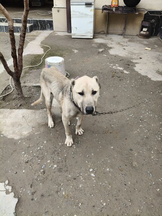 Алабай чистый 10 месяц