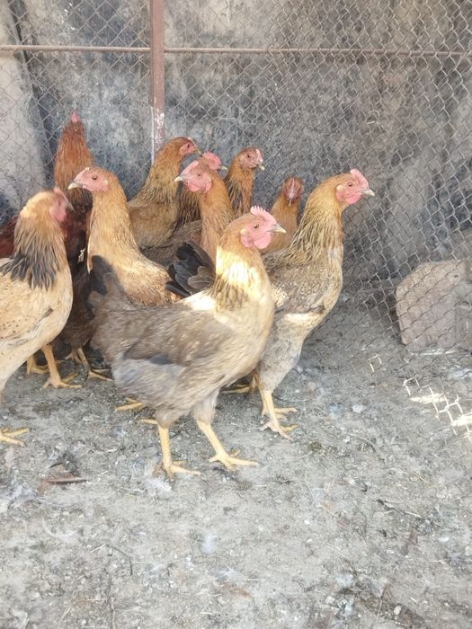 Продам куры домашние