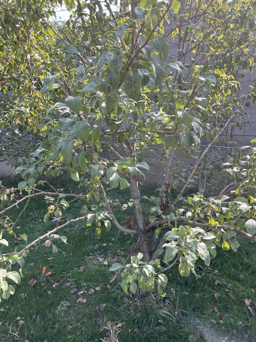 Отдам бесплатно грушевое дерево