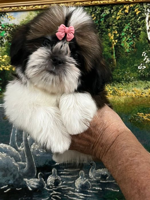 Ши-тцу щеночки готовы к переезду