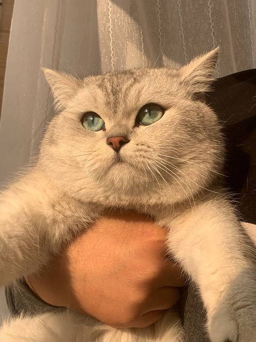 VYAZKA Arni qiz mushuklarni taklif qiladi