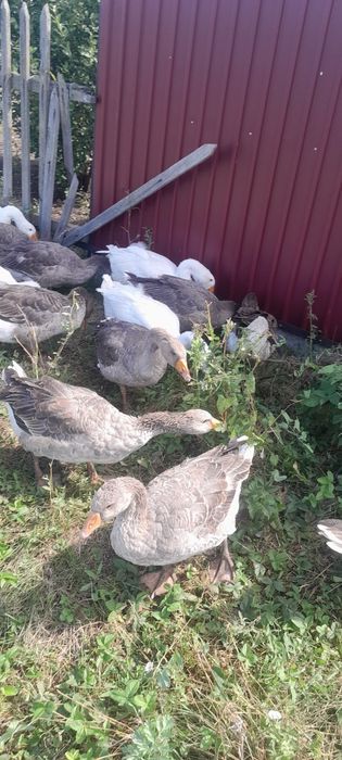 Продам гусей майские