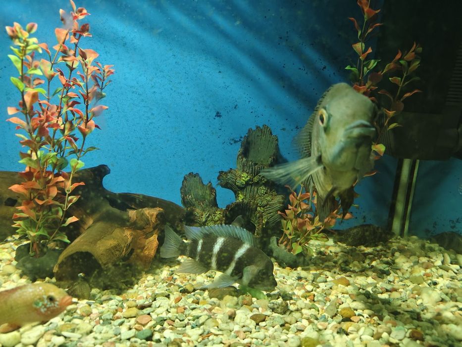 Продам аквариум 350 литров