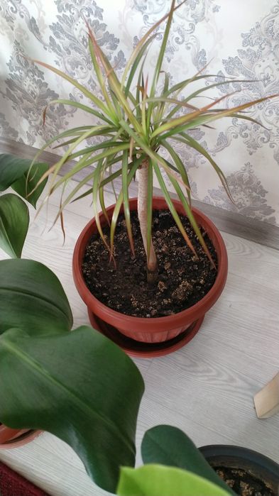 Комнатные цветы герани