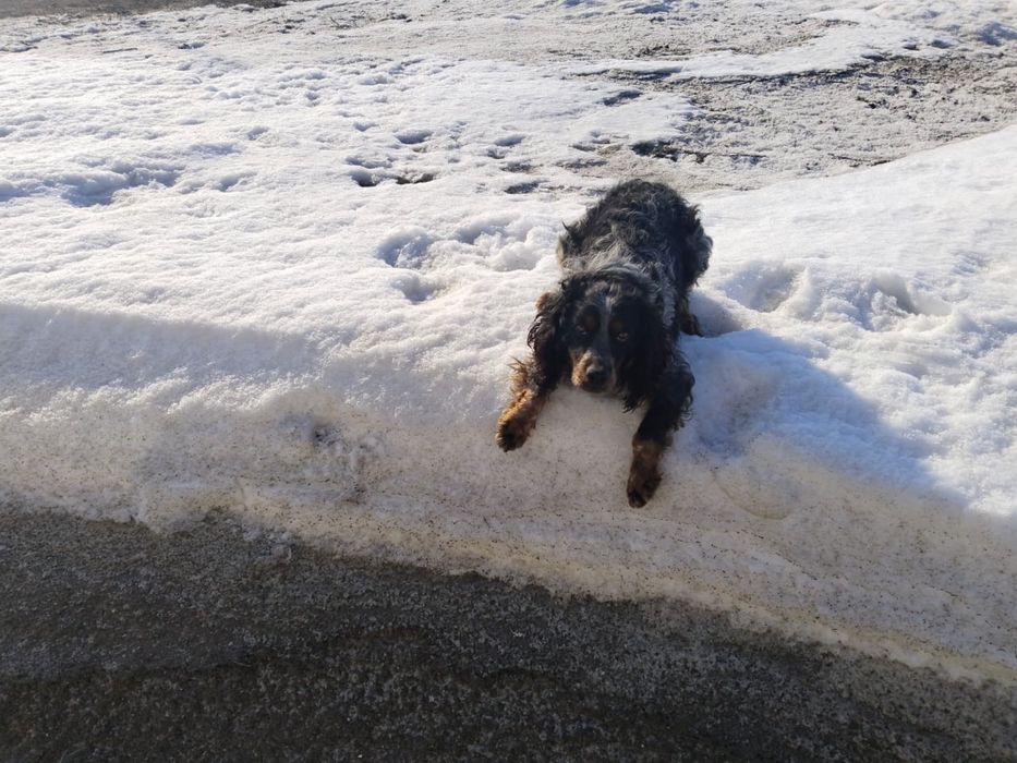 русский охотничи спаниел