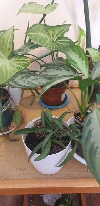 Комнатные цветы  по 2000