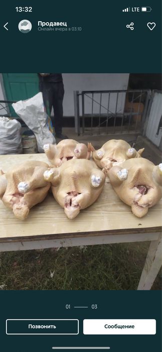 Куры молодые