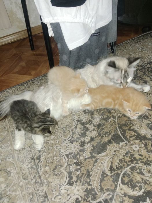 Отдам катят крассивых