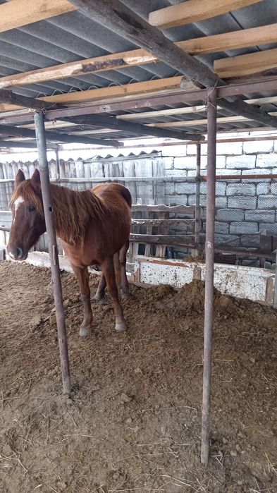 Бие сатылады 3 туған