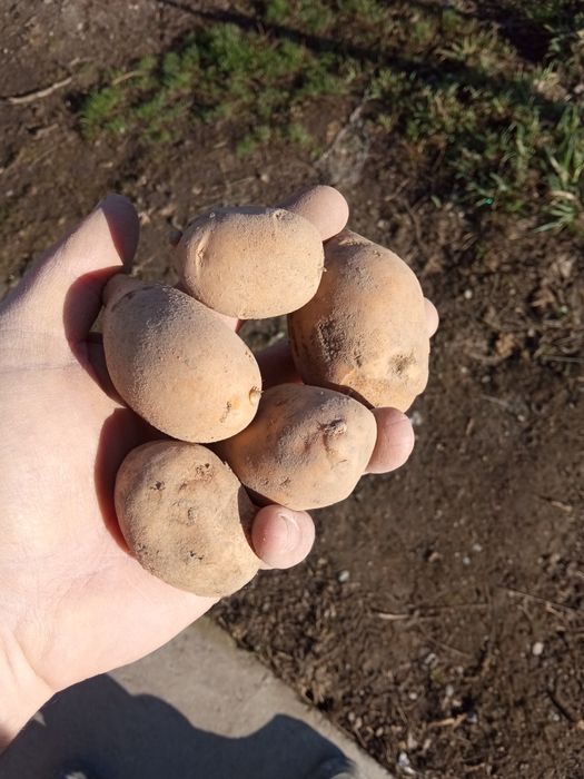 Семенная картошка