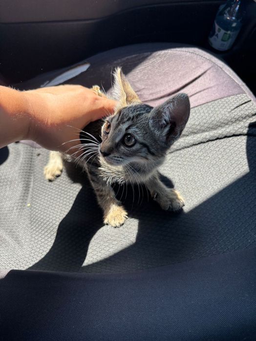 Adopții pui de pisică