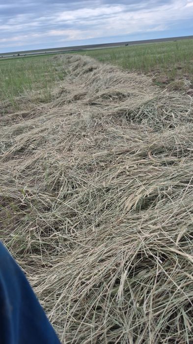 Продам в рулонах суданская трава