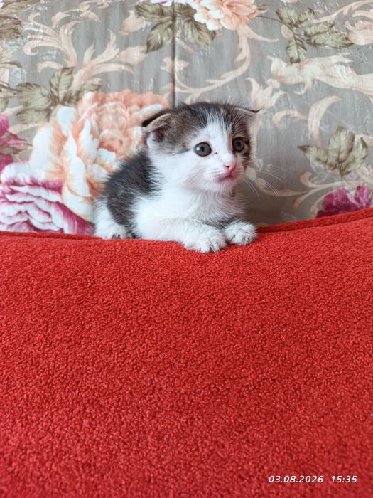 Отдам котят в добрые руки