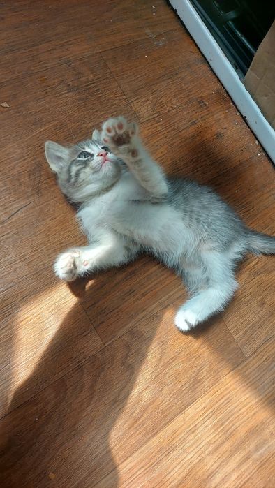 Котёнок девочка игривая
