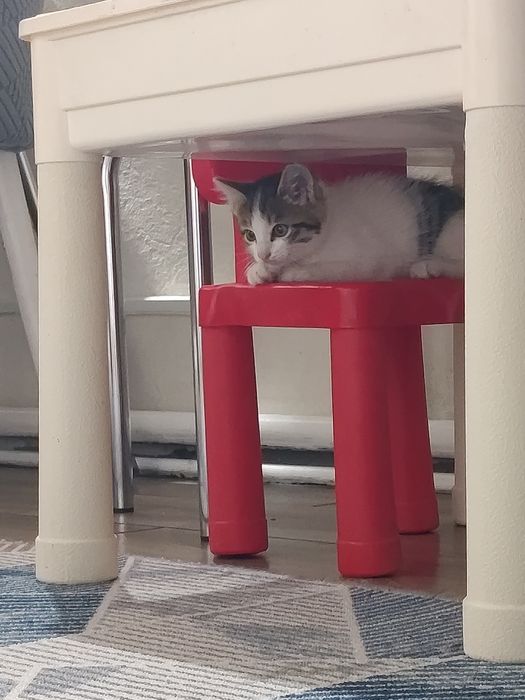 Котёнка отдам в хорошие руки