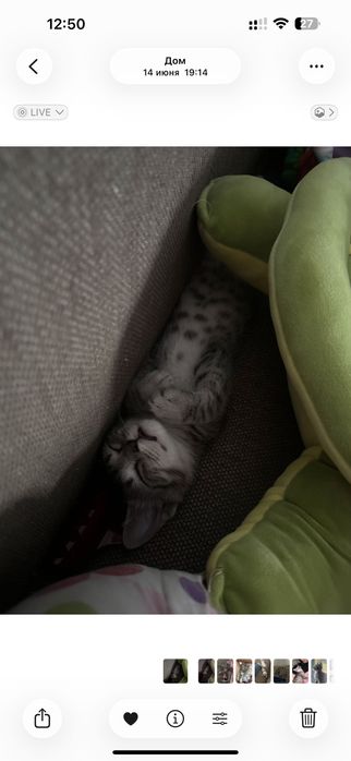 Отдам котенка в добрые руки, мальчик