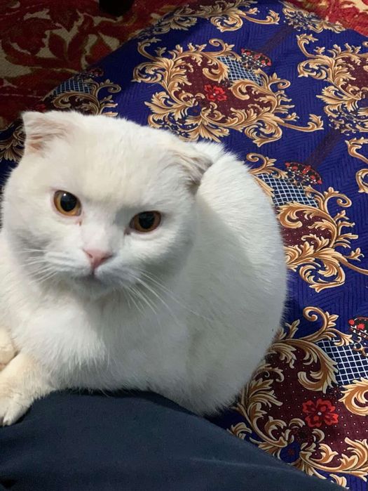 Toza skotch mushuk oq ug'il bola narxini kelishamiz