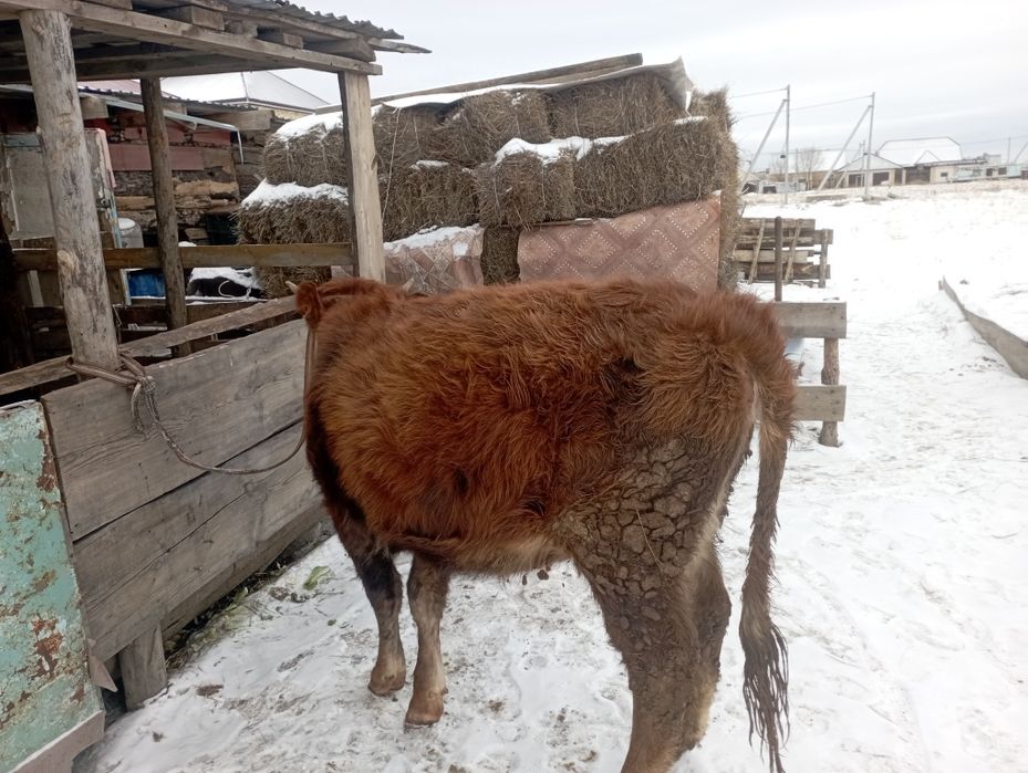 Продается телка. Тайынша сатылады