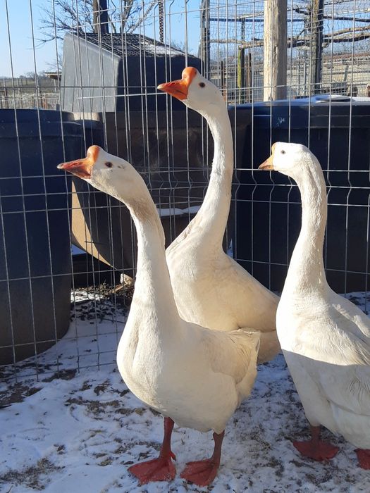 Gâște chinezești originale