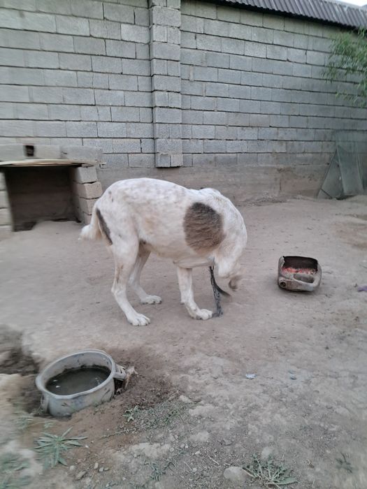 Ұрғашы алабай 2 жасар