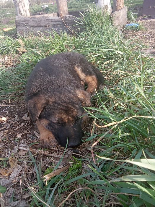 Щенки немецкой овчарки