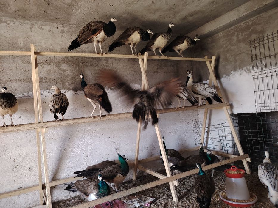 Păuni tineret, de vânzare