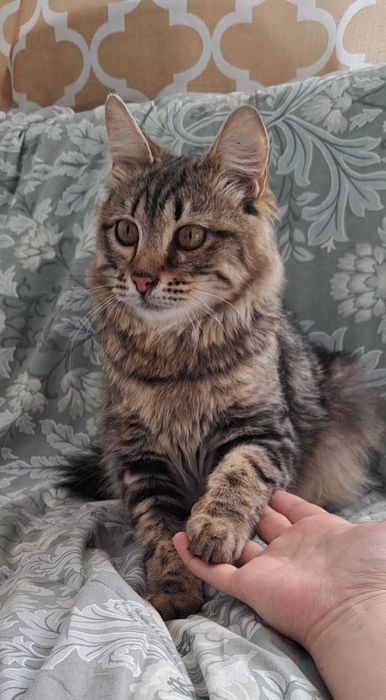 Ласковый котик ищет дом