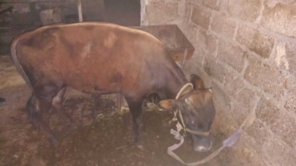 Бычок продам срочно