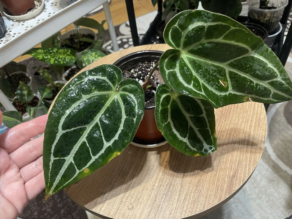 Антуриумы разных видов