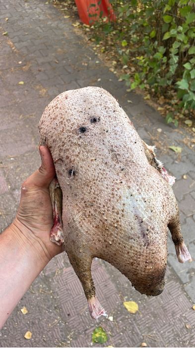 дикие гуси свежие