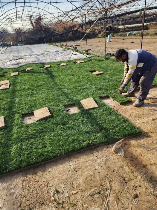 Газон рулонный gazon tayyor