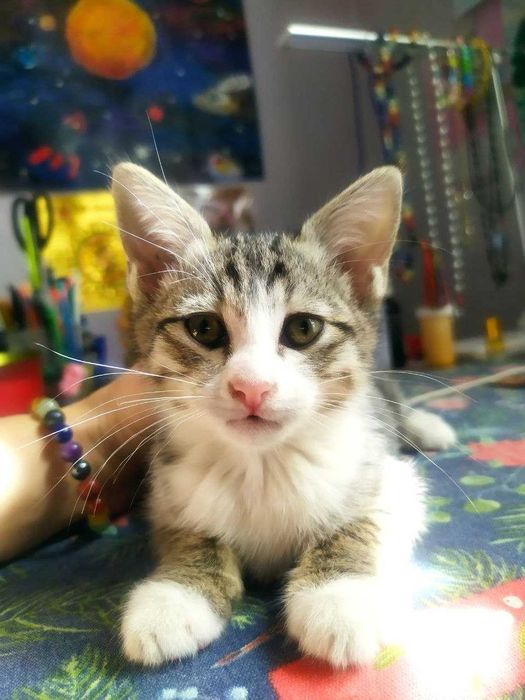 Отдам котят в добрые руки.