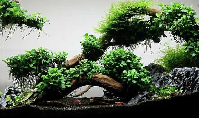 Amenajare si intretinere acvarii