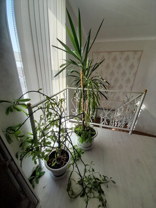 Комнатные рестения