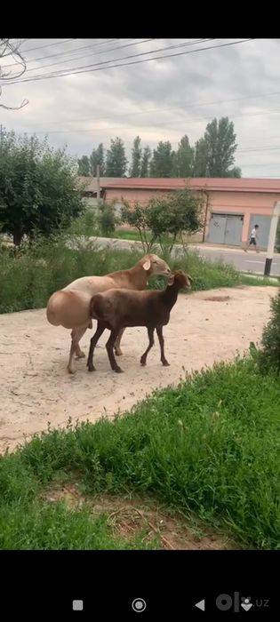 1 ta ona qòy 2 ta bolasi blan