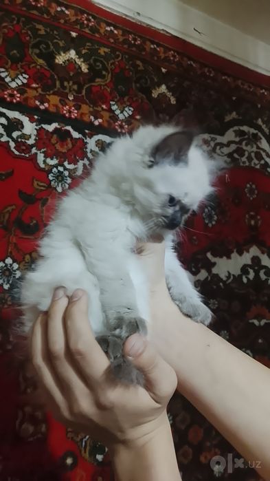 СОТИЛАДИ Мушу сиам