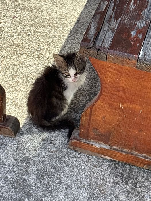 Продавам малки котки
