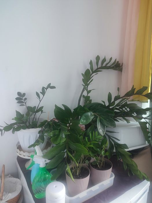 Замиакулькась, долларовое дерево