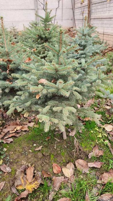 Mirzaxmat ota archalari Ель голубая archa goluboy serebristiy